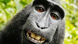 3034115-poster-p-1-the-monkey-selfie-question