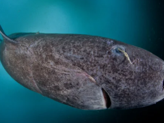 Kuzey Kutbu’nda 400 Yaşında olan Bir Köpekbalığı Bulundu